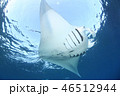 マンタ 46512944