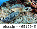 アオウミガメ 46512945