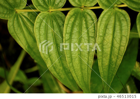 Green leaves of a plant. 46513015