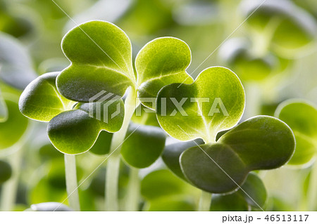 Closeup of five days old broccoli sprouts 46513117