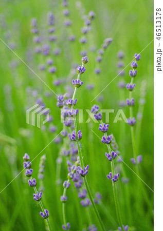 Lavender beautiful flowers Lavender beautiful flowers 46513178
