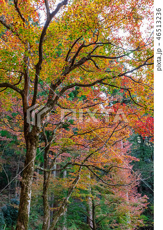 美しい紅葉 滋賀長浜市 美しい紅葉 滋賀長浜市 46513236