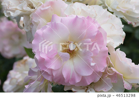 ピンクと白のバラの花 46513298