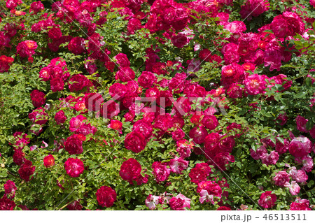 赤いバラの花 46513511