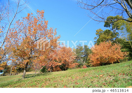 晩秋の公園 鮮やか黄葉 晩秋の公園 鮮やか黄葉 46513614