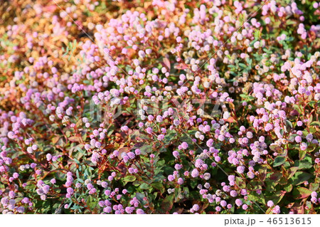 ヒメツルソバの花 46513615