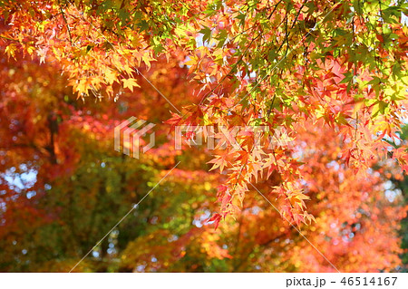 イロハモミジ紅葉 イロハモミジ紅葉 46514167