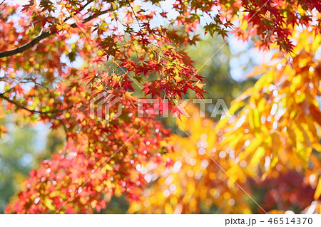 イロハモミジ紅葉 イロハモミジ紅葉 46514370