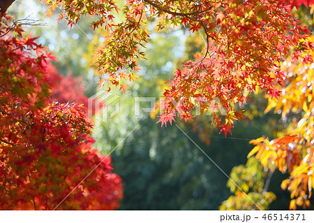 イロハモミジ紅葉 イロハモミジ紅葉 46514371