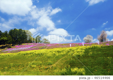 春のみさと芝桜公園2017-2 春のみさと芝桜公園2017-2 46514466
