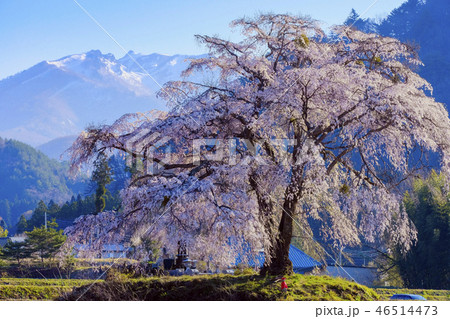 上発地の枝垂れ桜2017-3 上発地の枝垂れ桜2017-3 46514473