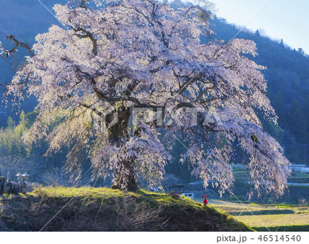 上発地の枝垂れ桜2017-8 46514540