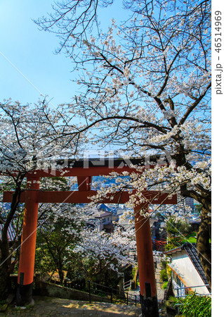 若宮稲荷神社のさくら(長崎九社) 【長崎市】 若宮稲荷神社のさくら(長崎九社) 【長崎市】 46514969
