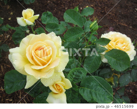 薔薇　ハニーブーケ 46515699