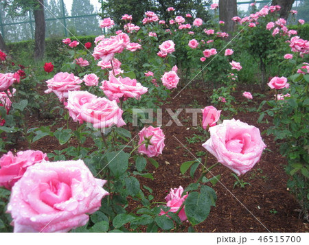 薔薇　カリナ 46515700