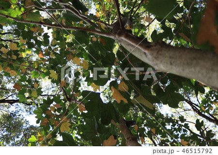 面白い名前の樹・カクレミノ 46515792