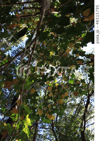 面白い名前の樹 カクレミノの写真素材