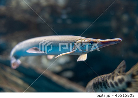 スポッテッドガー Spotted gar 外来種 46515905