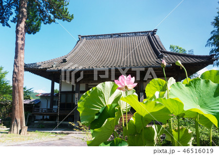 夏の浄泉寺 46516019