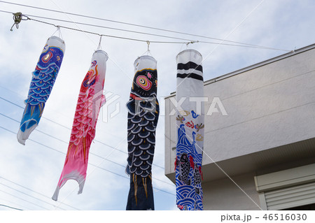 鯉のぼり 46516030