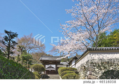 三井寺の桜 46516038