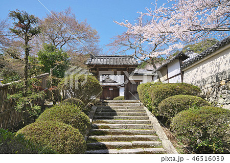 三井寺の桜 46516039