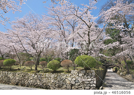 三井寺の桜 46516056