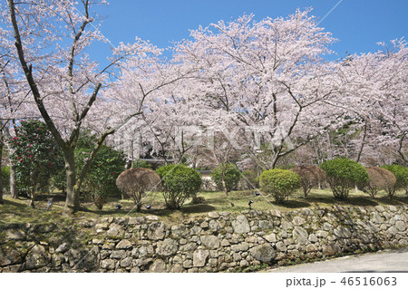 三井寺の桜 三井寺の桜 46516063
