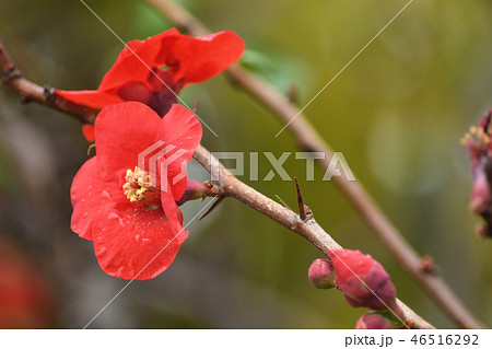 冬の花 木瓜 冬の花 木瓜 46516292
