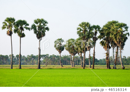 Sugar palm 46516314