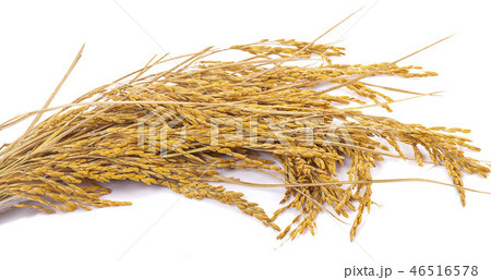 yellow paddy rice isolated yellow paddy rice isolated 46516578
