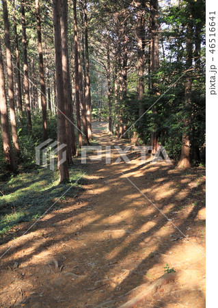 日本 秋の武蔵嵐山渓谷 日本 秋の武蔵嵐山渓谷 46516641