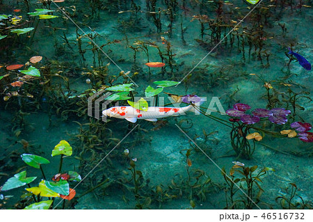 モネの池 46516732