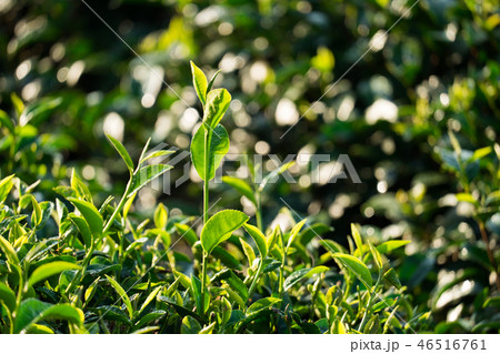 Tea leaves Tea leaves 46516761