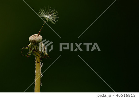 タンポポ1 タンポポ1 46516915