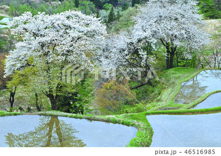 桜と棚田（儀明の棚田） 46516985