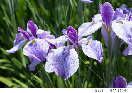 ハナショウブの花 46517144