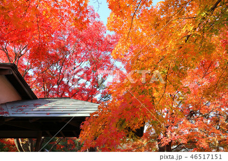 こしがや能楽堂、花田苑の紅葉(12月)埼玉県越谷市 こしがや能楽堂、花田苑の紅葉(12月)埼玉県越谷市 46517151
