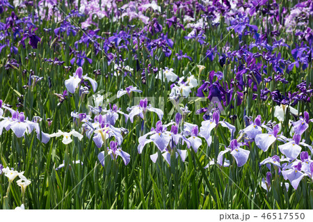 ハナショウブの花 46517550