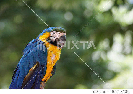 ルリコンゴウインコ43 ルリコンゴウインコ43 46517580