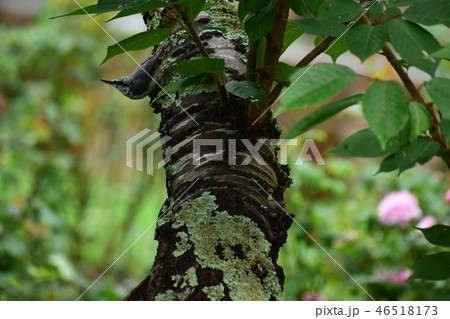木に止まるゴジュウカラの幼鳥 46518173