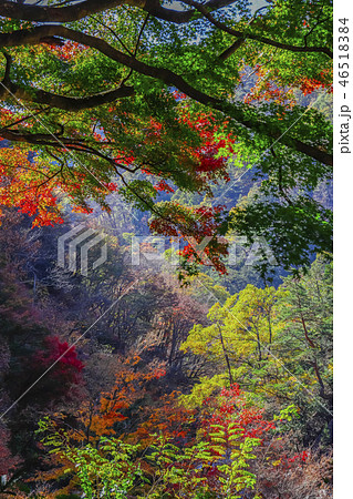 【山梨県甲府市】秋の特別名勝・御嶽昇仙峡 46518384