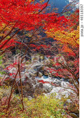 【山梨県甲府市】秋の特別名勝・御嶽昇仙峡 46518397