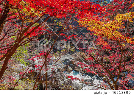 【山梨県甲府市】秋の特別名勝・御嶽昇仙峡 46518399
