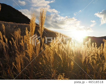 仙石原すすき草原 46518518