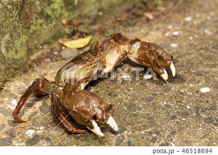 モクズガニ モクズガニ 46518694