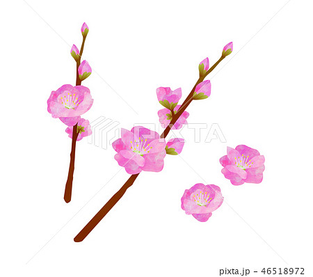 桃の花のイラスト素材 46518972 Pixta