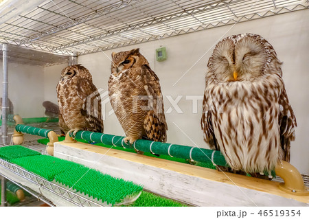 owl in the interior owl in the interior 46519354