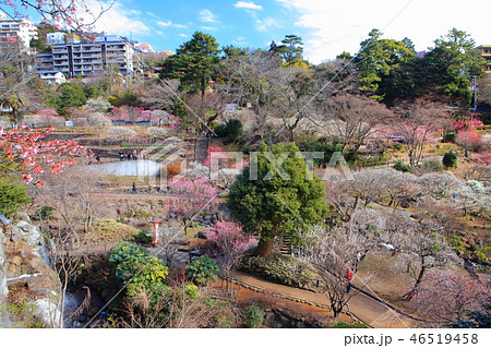 熱海梅園 46519458
