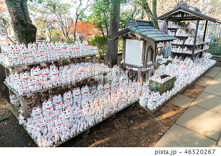 豪徳寺の招き猫 豪徳寺の招き猫 46520267